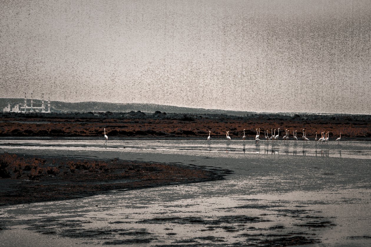Congrégation, de la série Flamants de Camargue, 2017 (photographie repeinte à la main). - Alice Gur-Arie