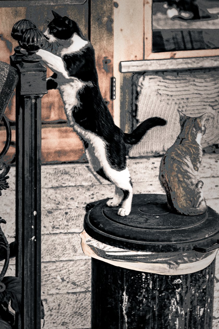 Curiosité, 2017 (photographie) - Alice Gur-Arie