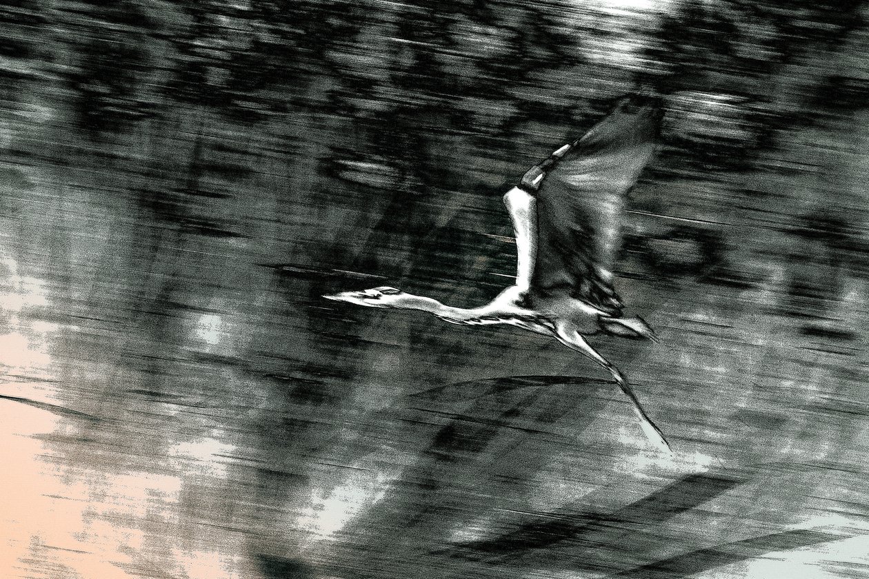Vol de Terre Sainte, 2015 (photographie peinte à la main) - Alice Gur Arie