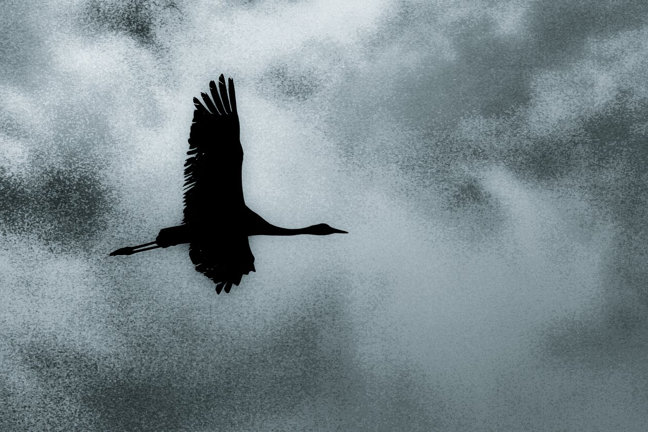 Solo, de la série Over Hula, 2016 (photographie) - Alice Gur-Arie