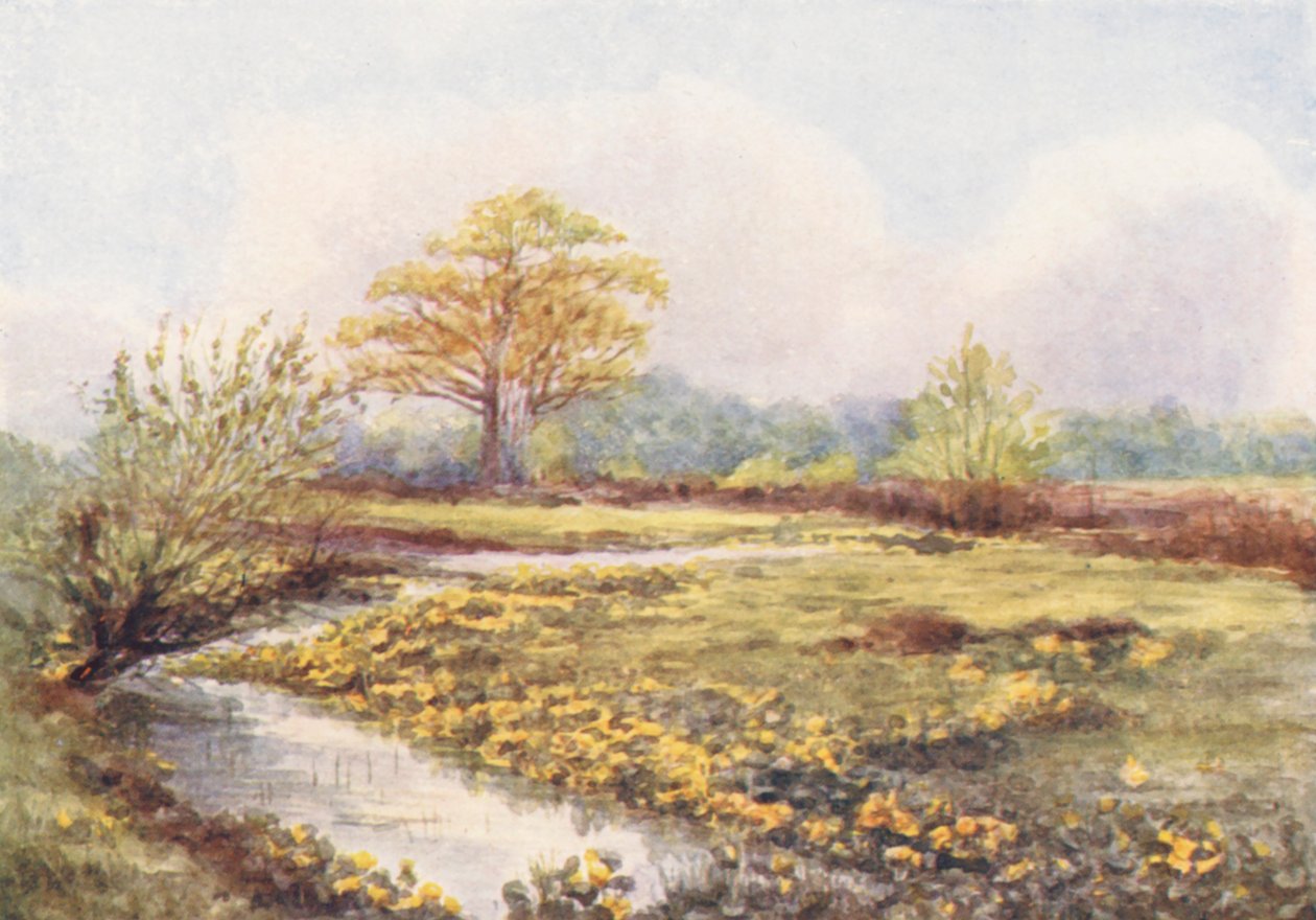 New Forest : Souci des marais à Longwater, printemps (lithographie couleur) - Alice Julia Argles