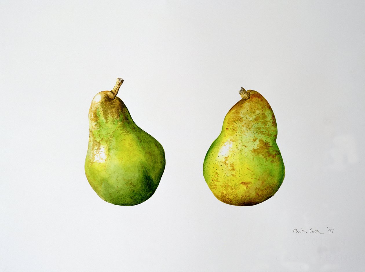 Une paire de poires, 1997 - Alison Cooper