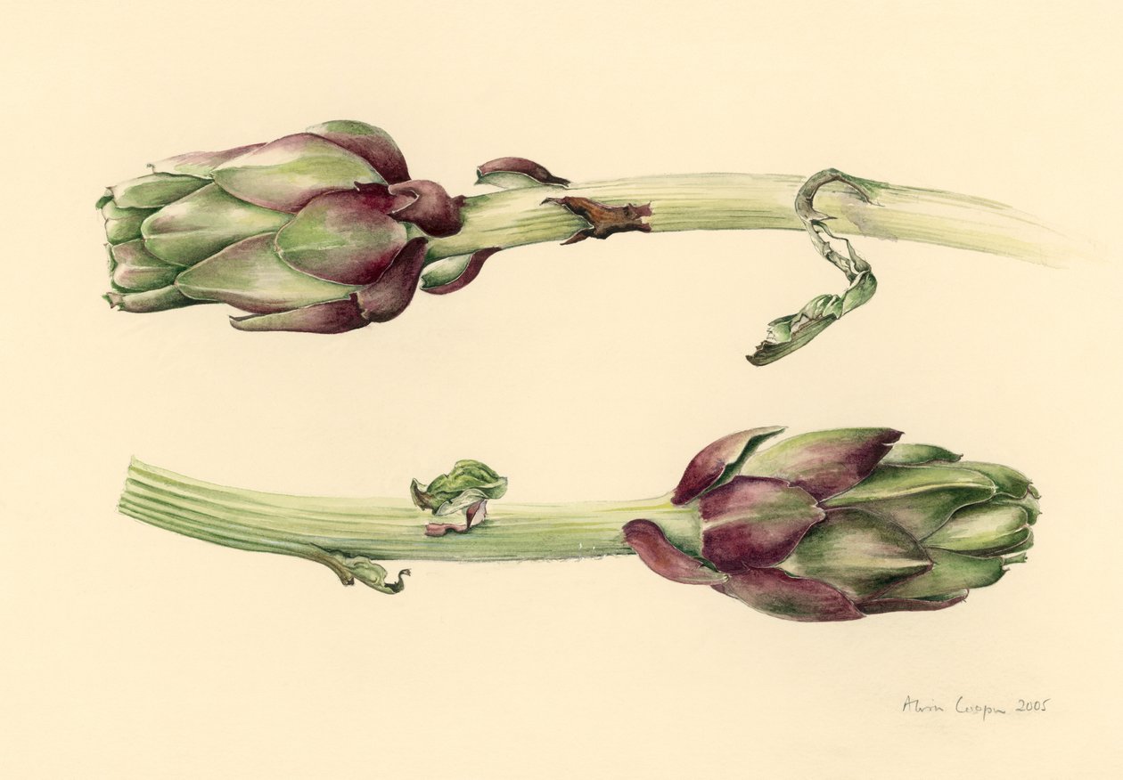 Artichauts, 2005 - Alison Cooper