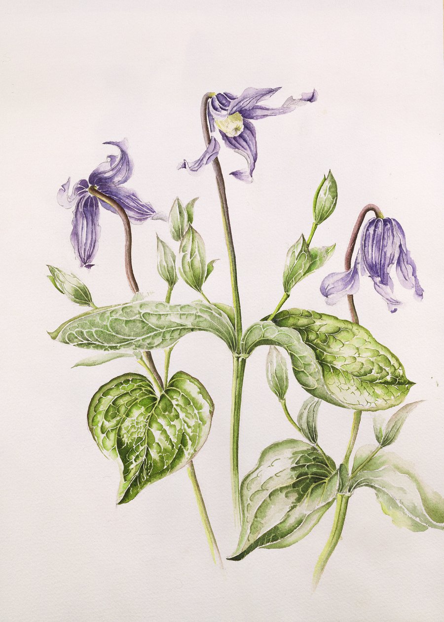 Clématite Integrifolia - Alison Cooper