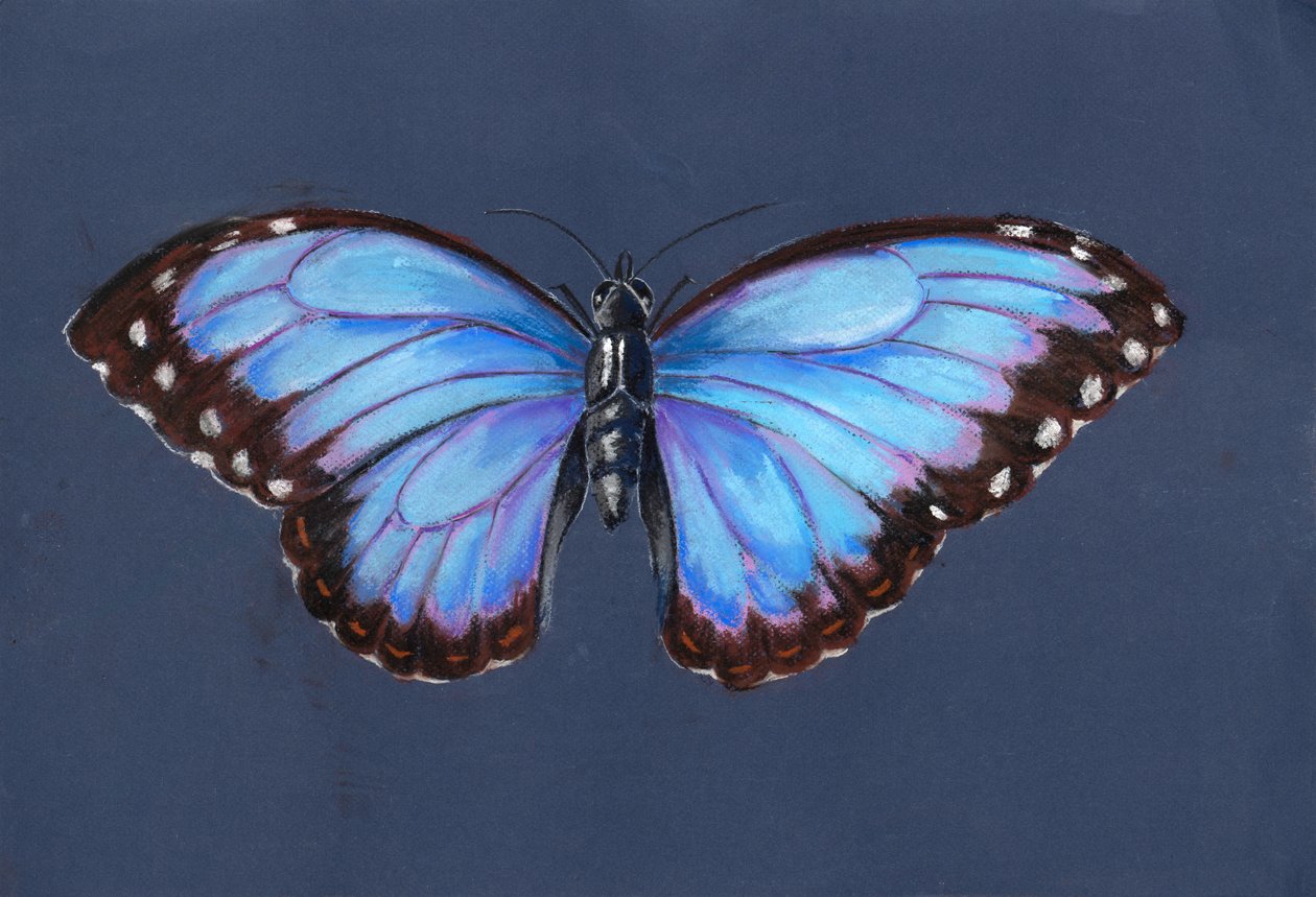 Papillon Morpho bleu, 2019 - Alison Cooper