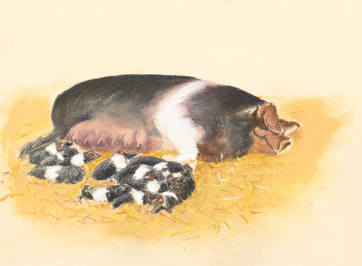 Truie à dos de selle et porcelets, 2019 - Alison Cooper