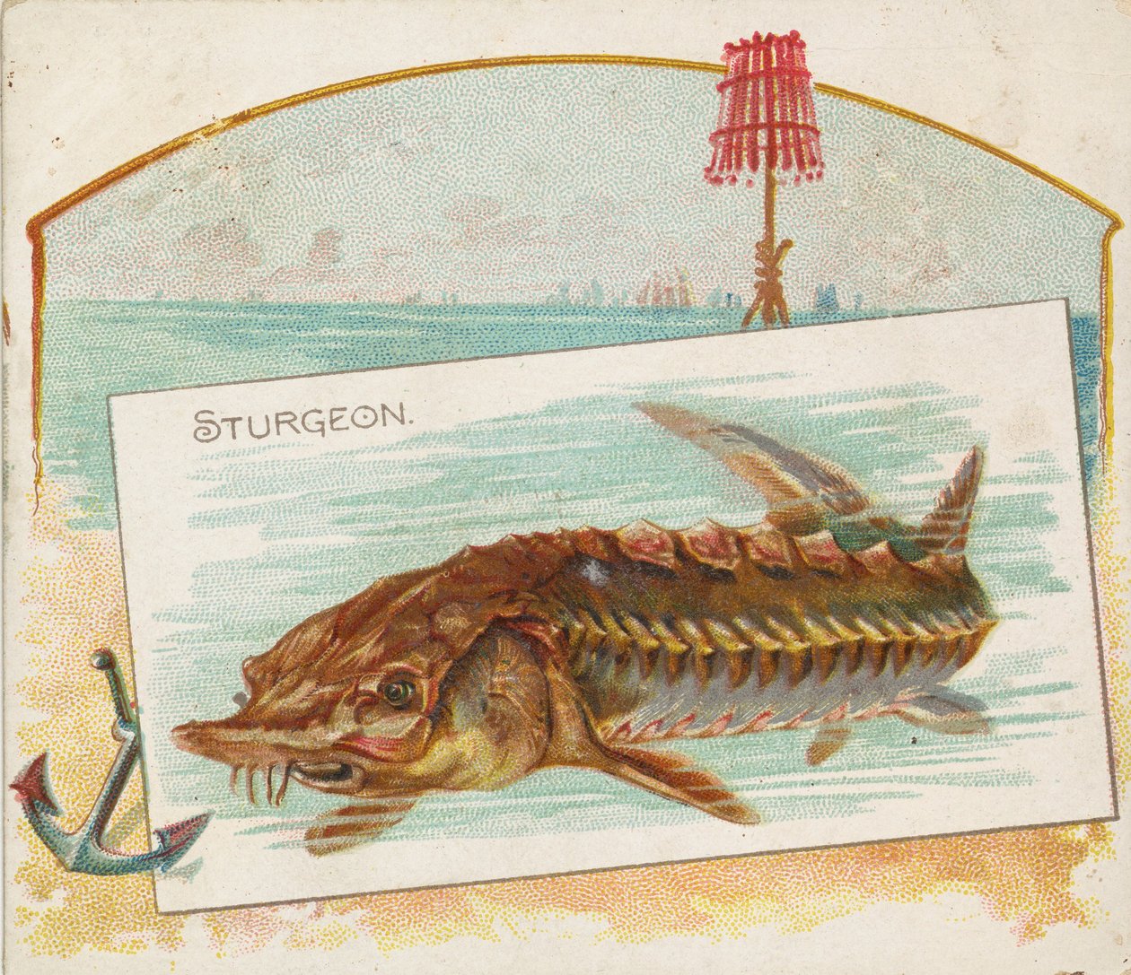 Esturgeon, de la série Poissons des eaux américaines N39 pour Allen & Ginter Cigarettes, 1889 - Allen and Ginter