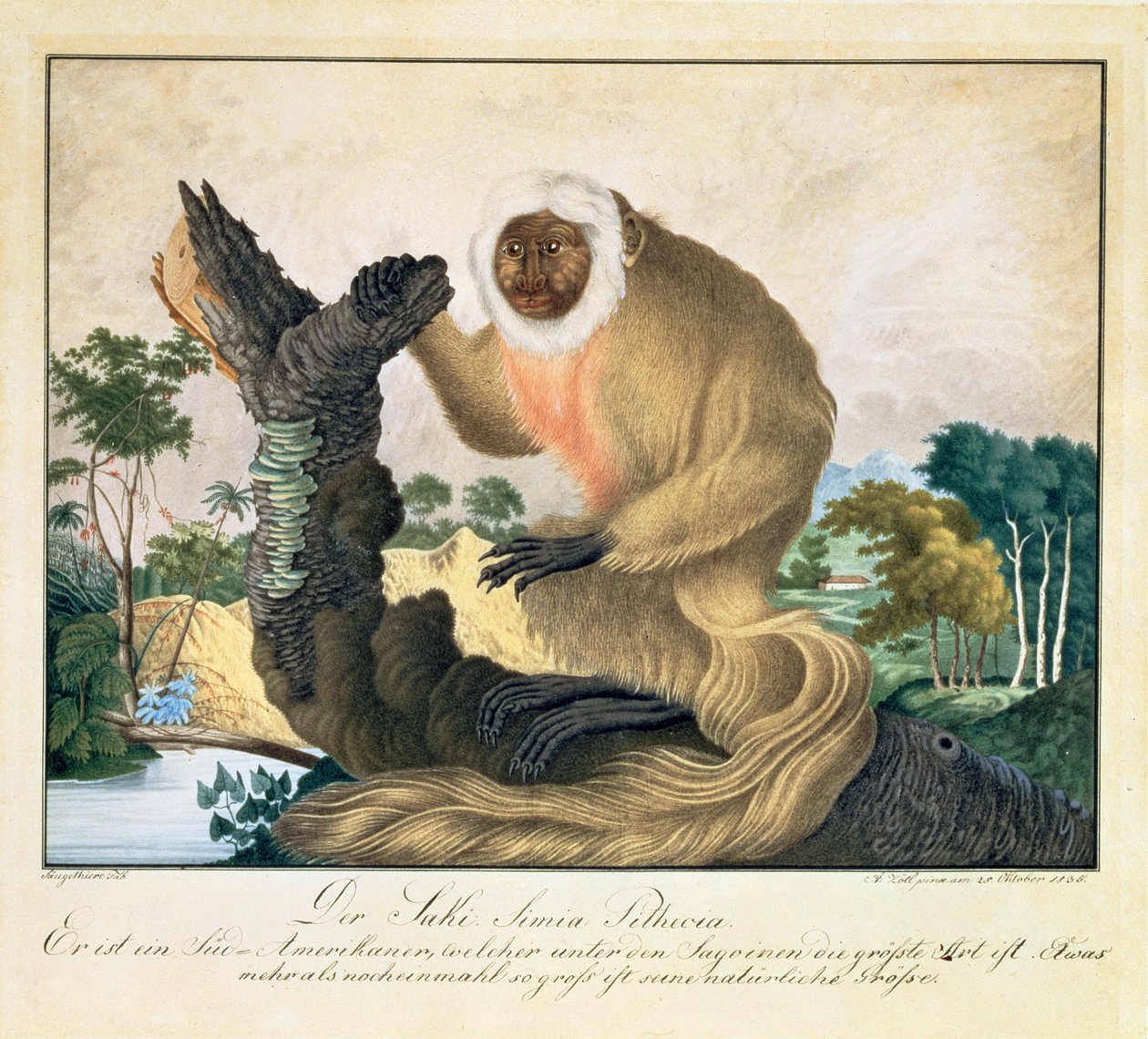 Le singe Saki, 1835 - Aloys Zötl