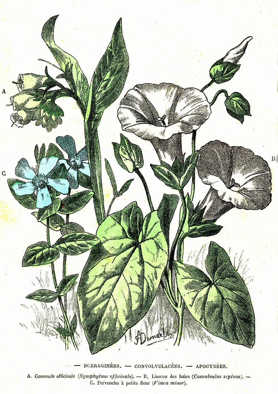 Borraginacées, Convolvulacées, Apocynacées: Création naturelle et êtres vivants. Dessin par A. Demarle. 1885 - Alphonse Demarle