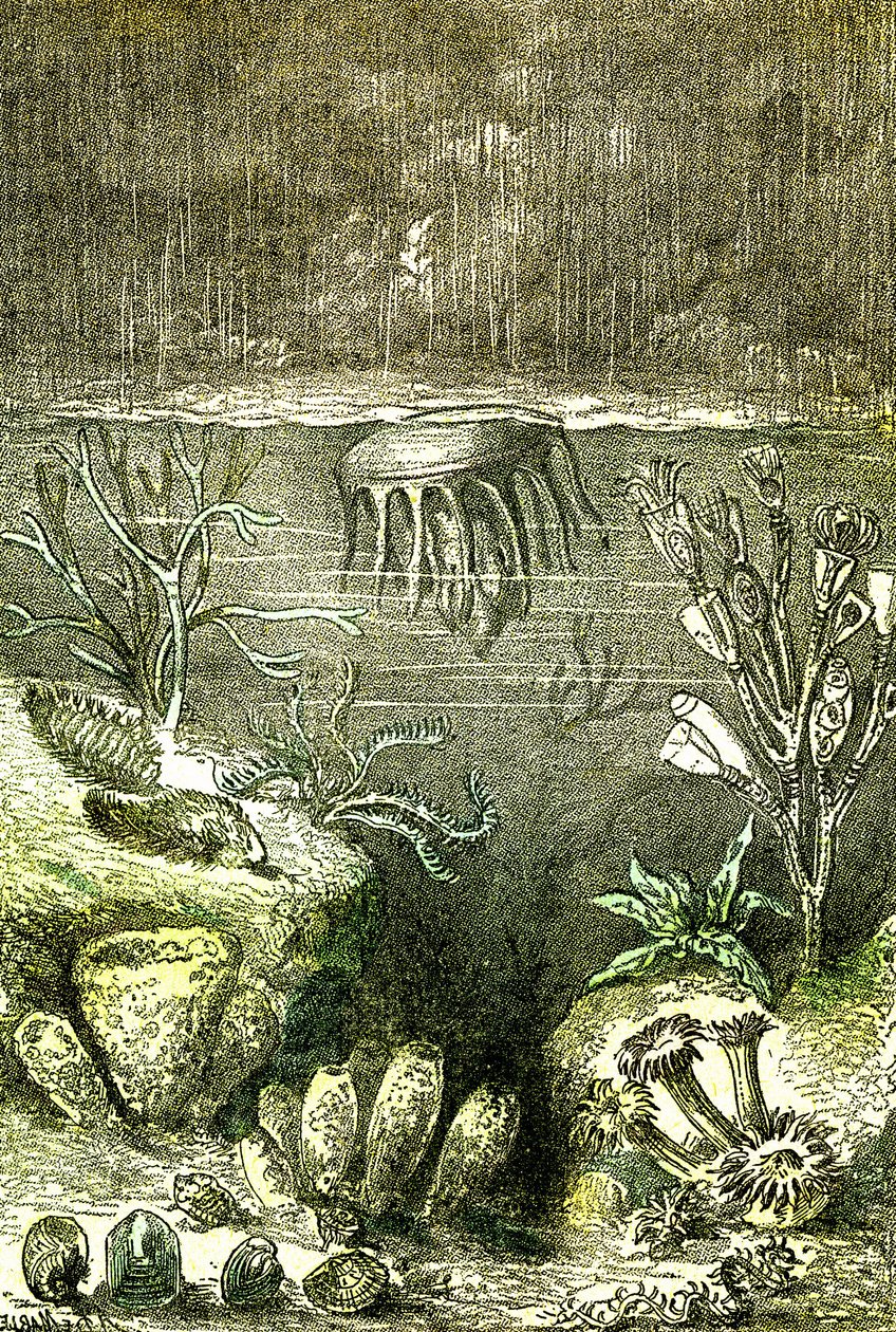 Préhistoire-Terre et Mers : Le début de la période Silurienne (J. Rengade. Dessin par Demarle. 1885 - Alphonse Demarle