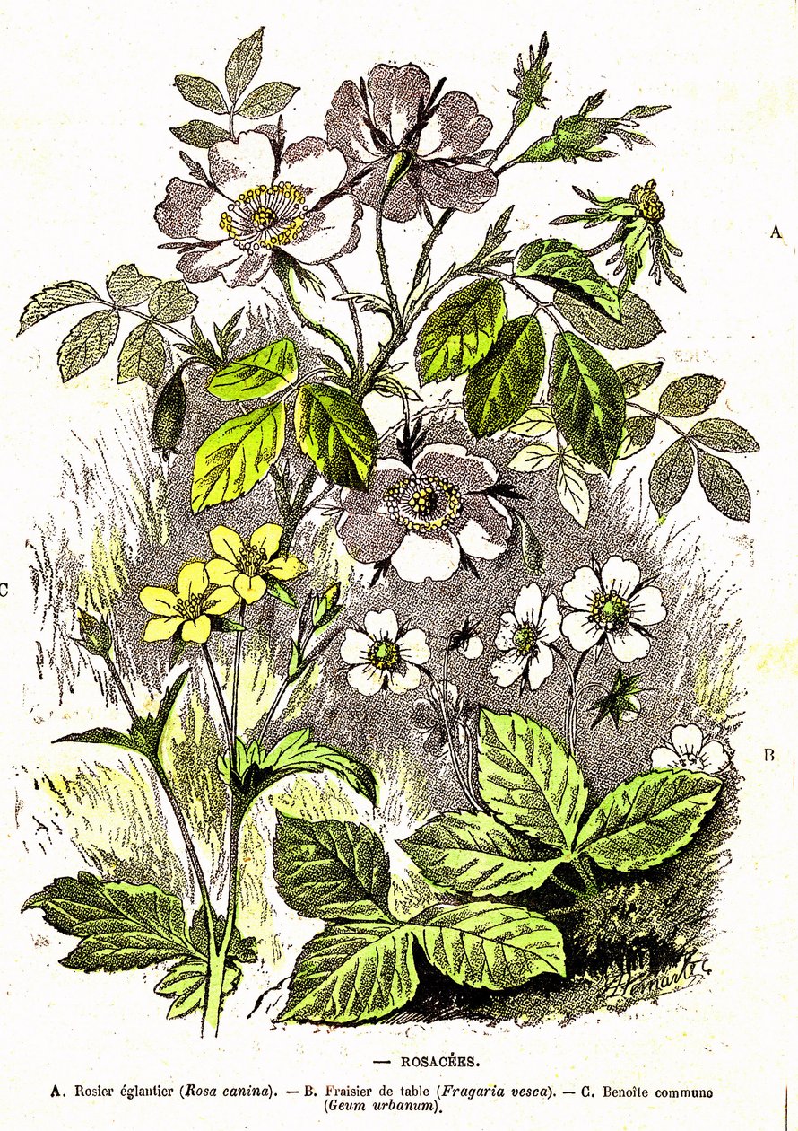 Rosacées - Création naturelle et êtres vivants : Dessin par A. Demarle. 1885 - Alphonse Demarle