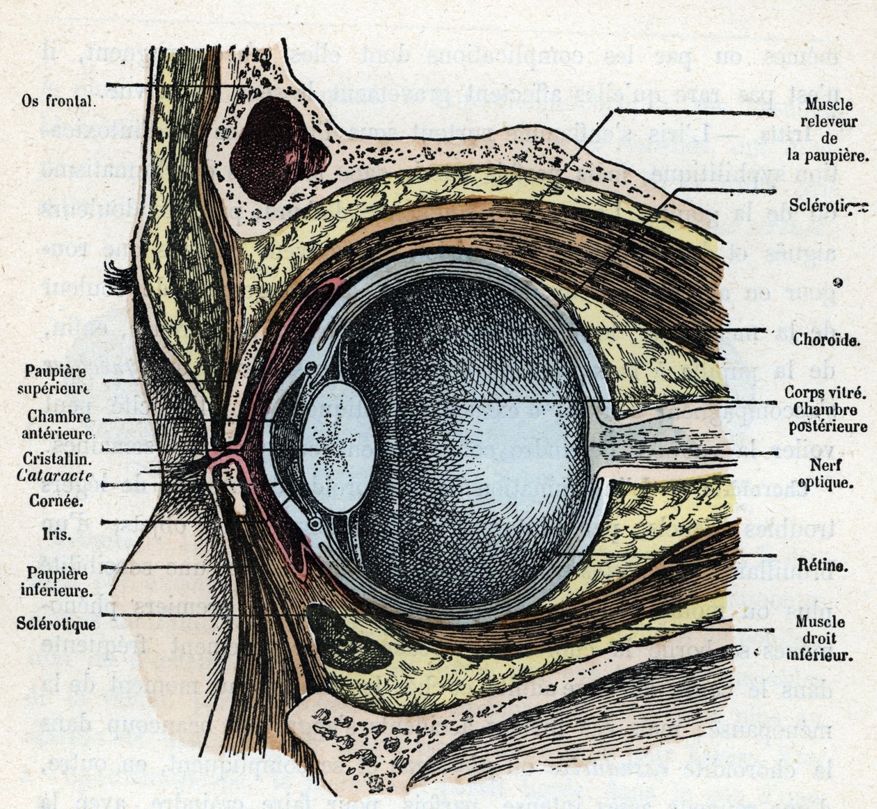 Coupe verticale d