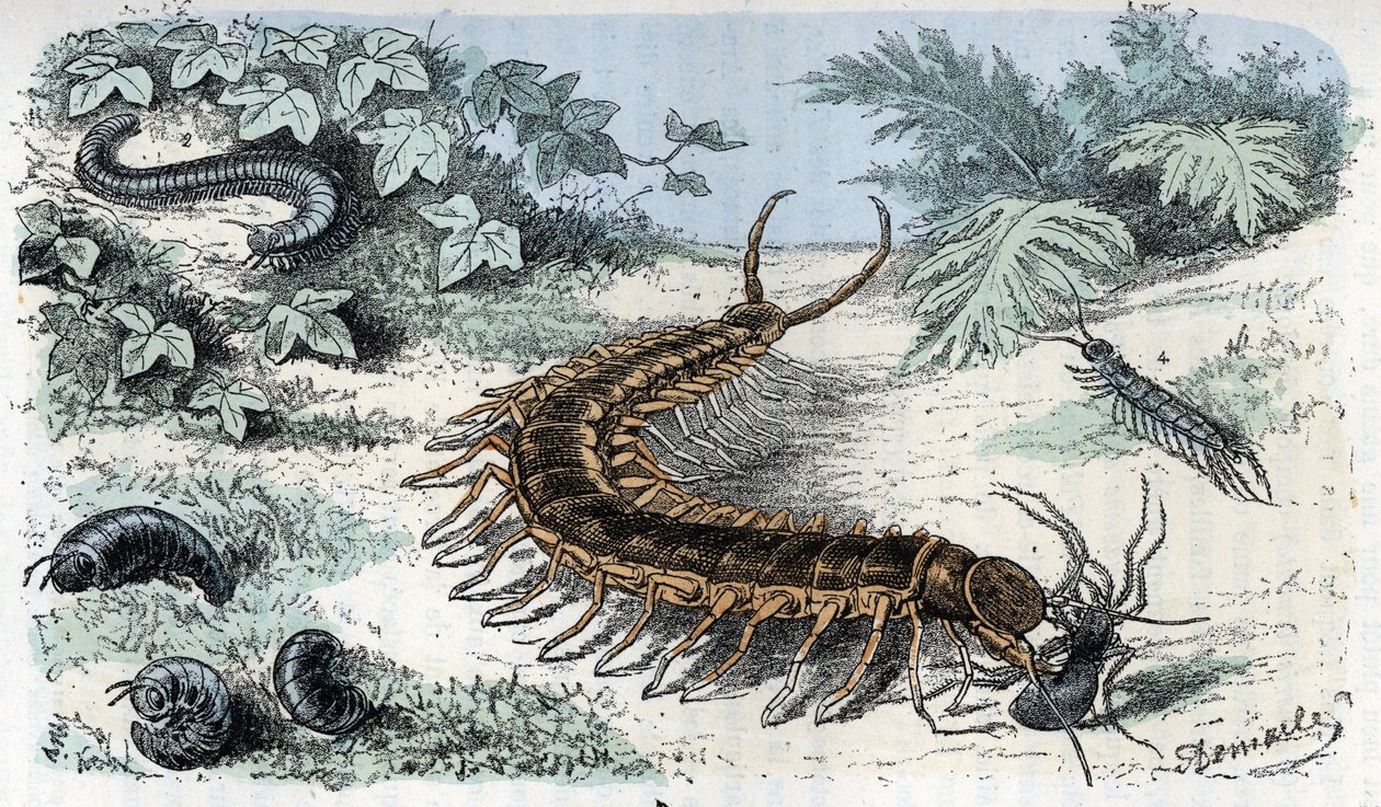Planche zoologique : Myriapodes. Gravure de « L