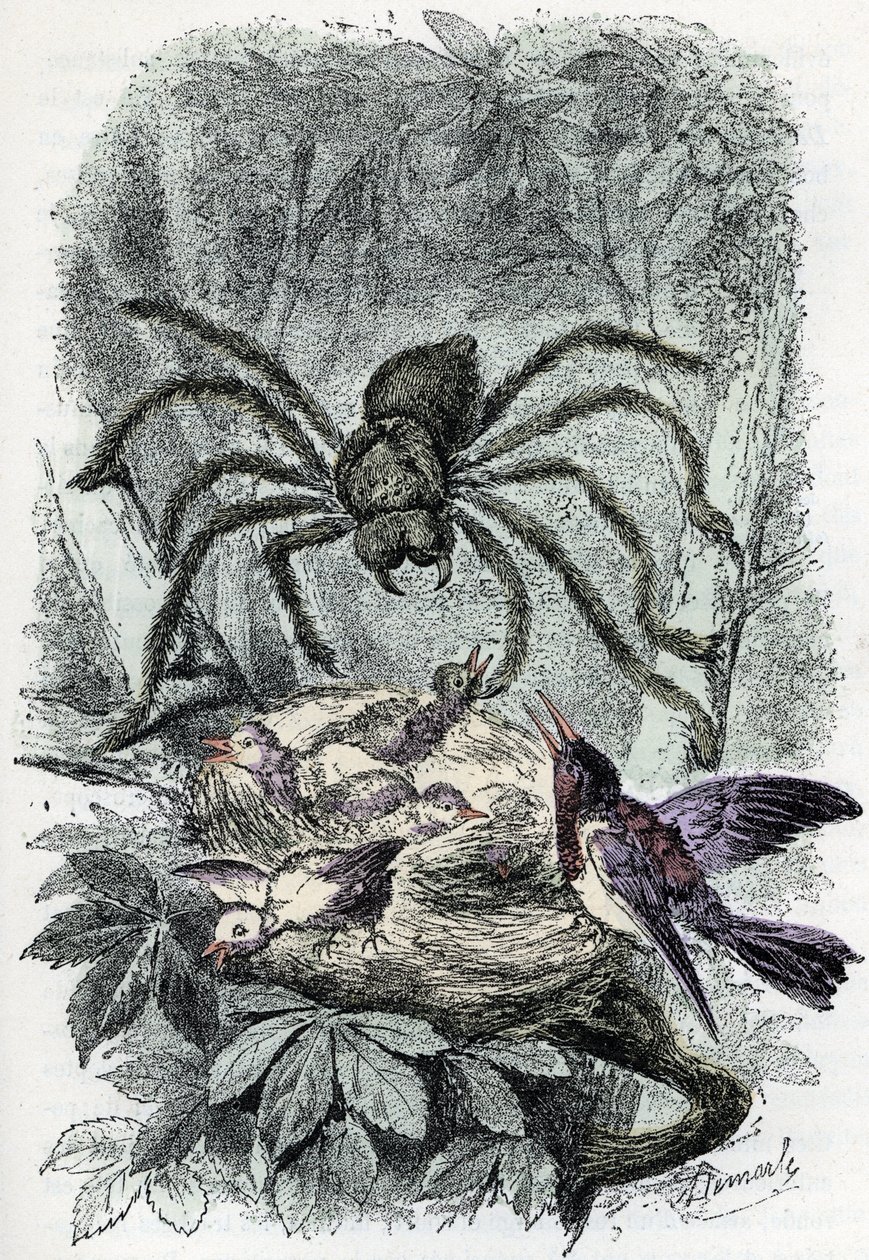 Planche zoologique : arachnide, Avicularia surprenant un nid d