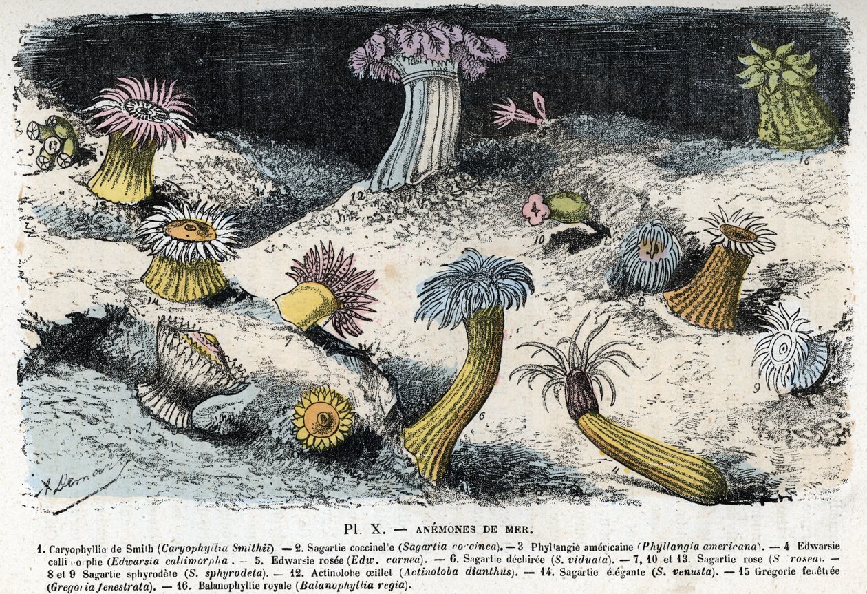 Planche zoologique : anémones de mer Gravure de « L