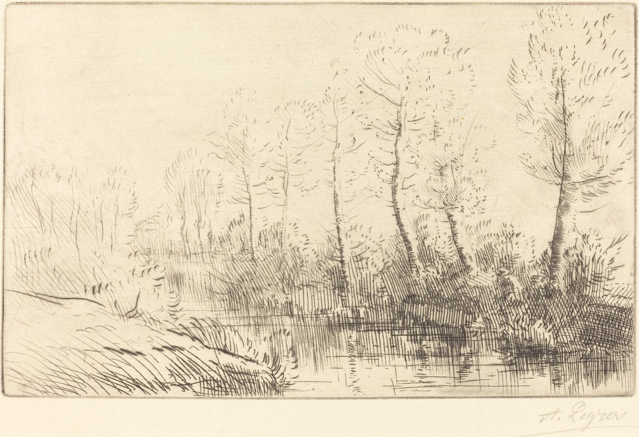 Les bouleaux: Bord de l