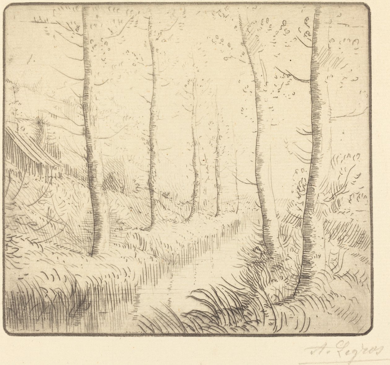 Bouleaux au bord de l