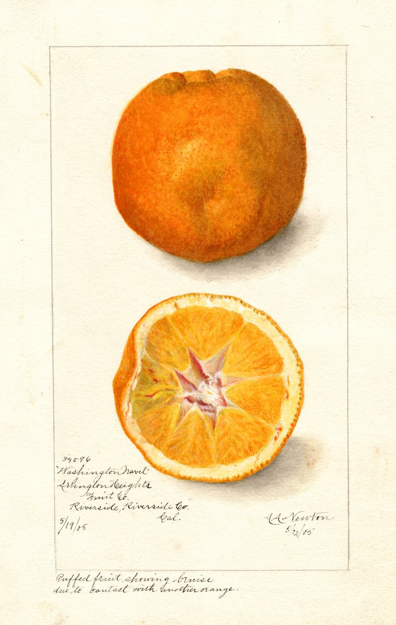 Oranges Navel de Washington ( Citrus sinensis) (aquarelle) - Amanda Almira Newton