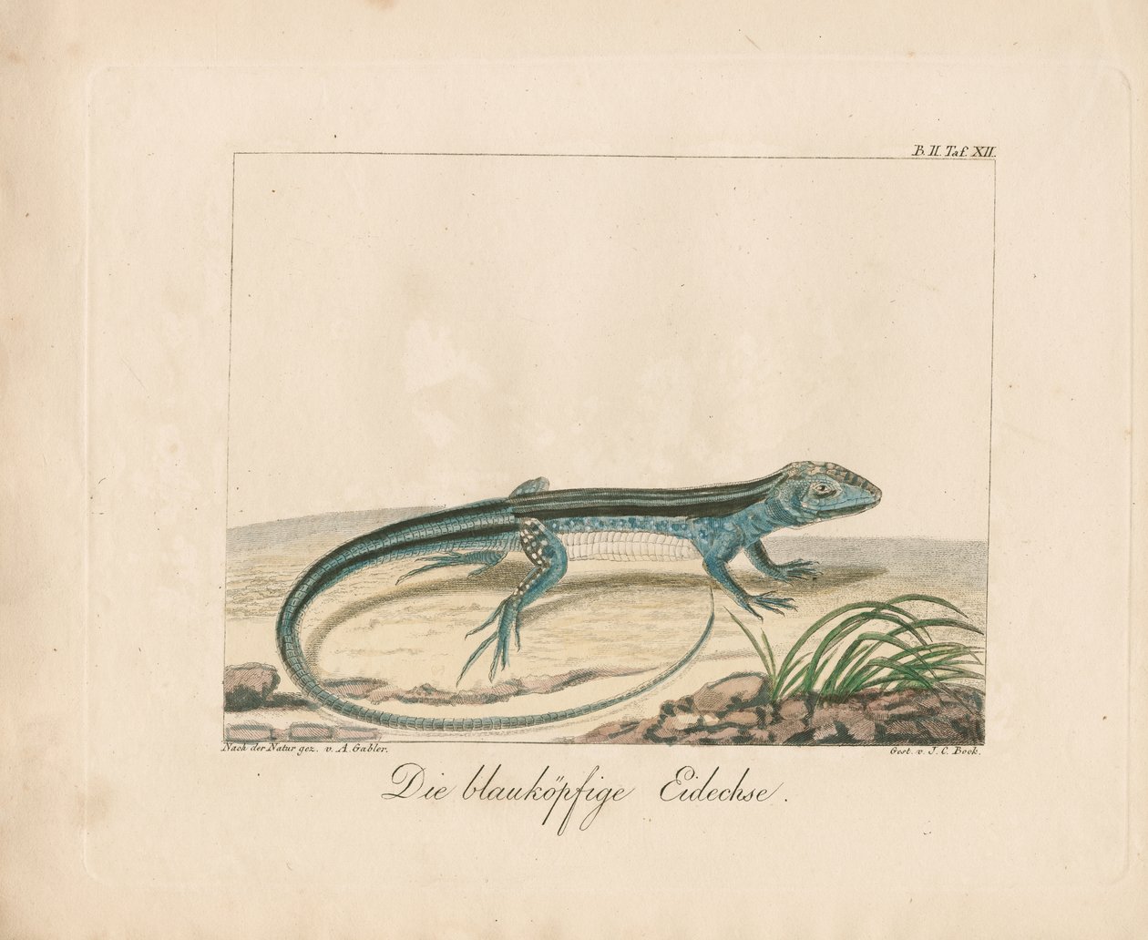 Scinque à tête bleue (gravure sur cuivre coloriée à la main) - Ambrosius Gabler