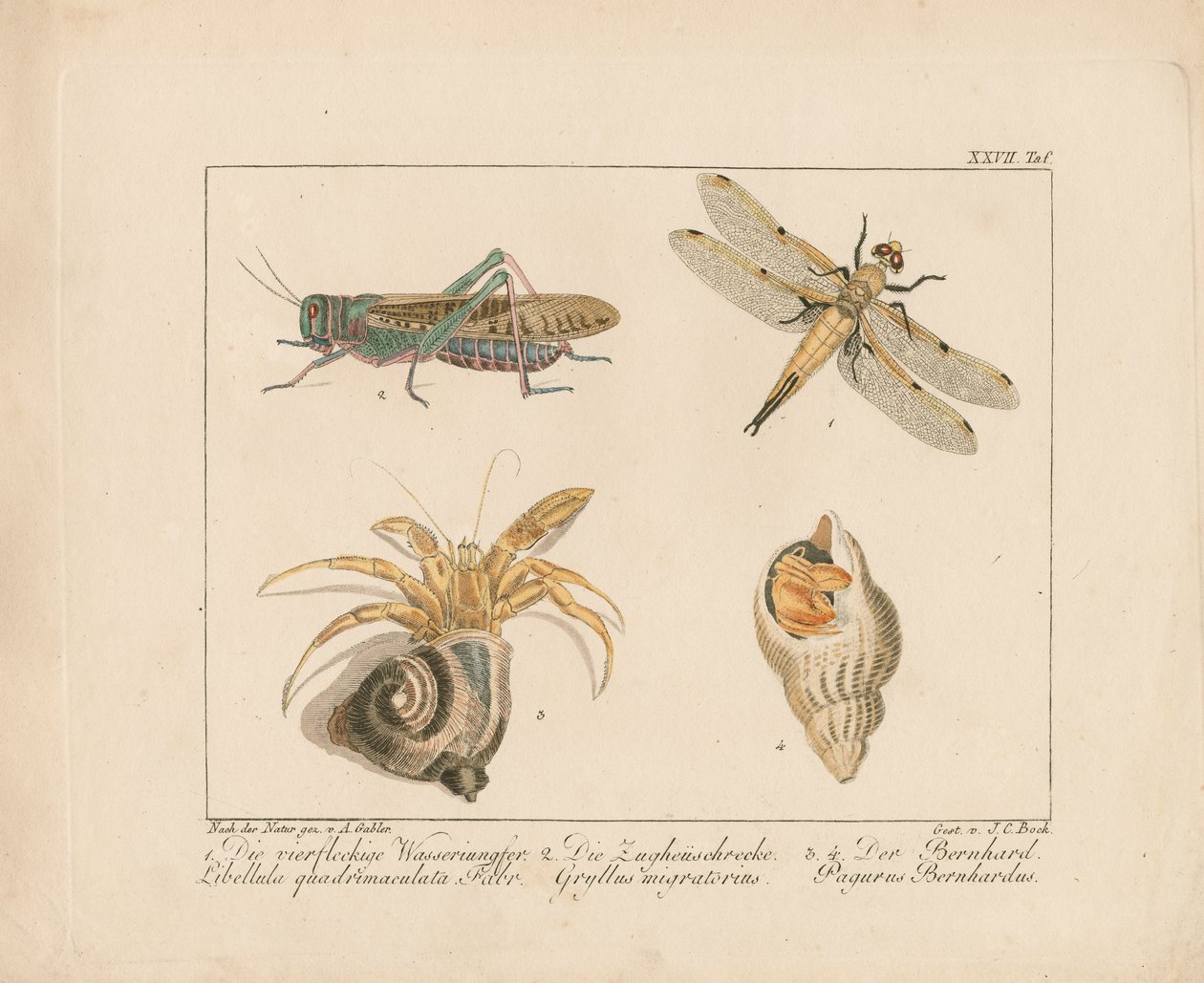 Libellule, sauterelle et bernard-l