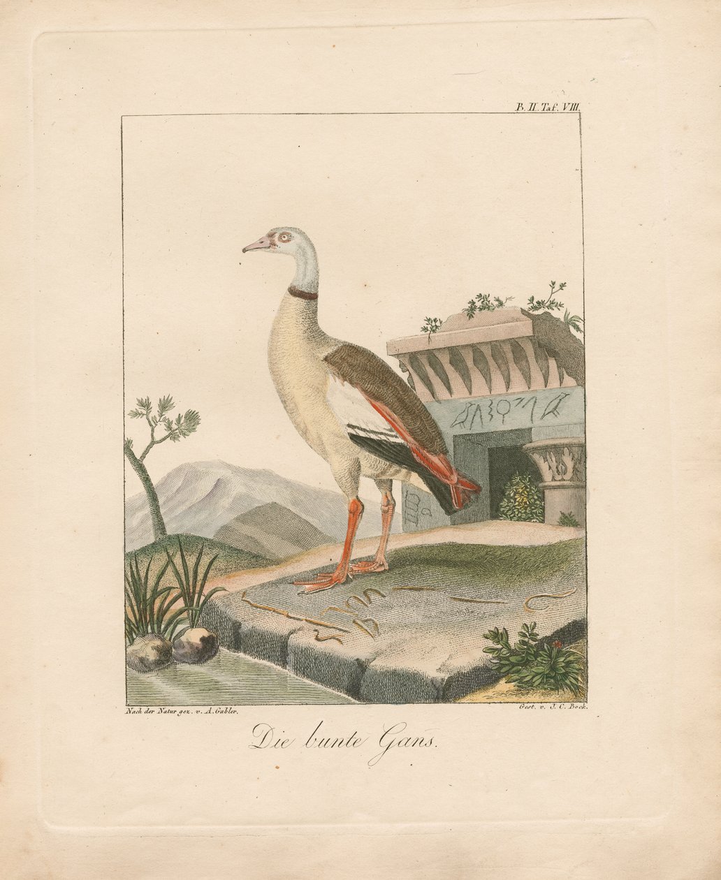 Oie égyptienne (lithographie coloriée à la main) - Ambrosius Gabler