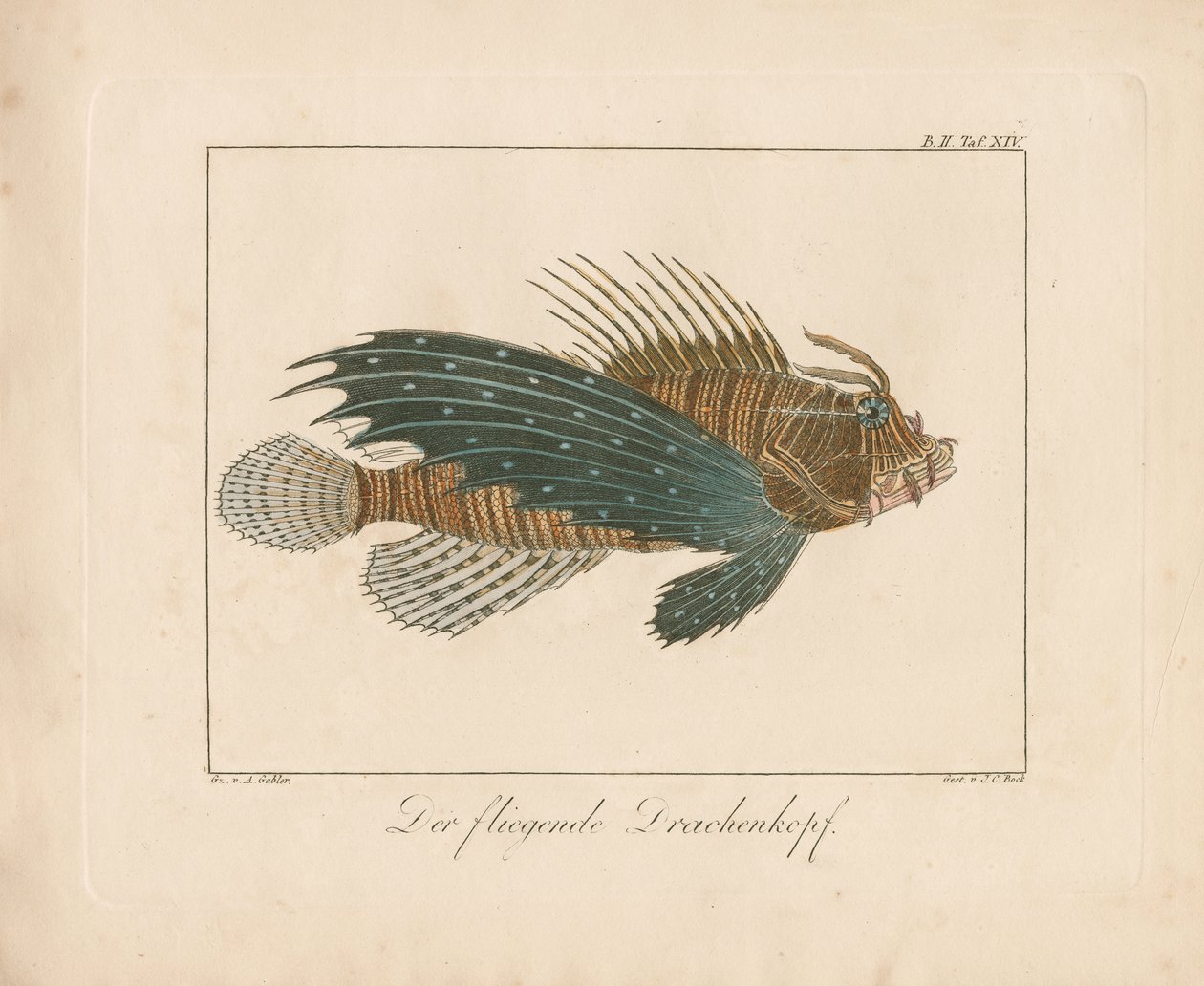 Rascasse rouge (gravure sur cuivre colorée à la main) - Ambrosius Gabler