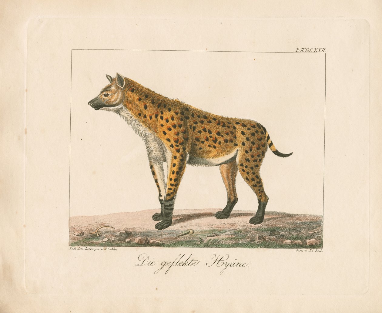 Hyène tachetée (lithographie coloriée à la main) - Ambrosius Gabler