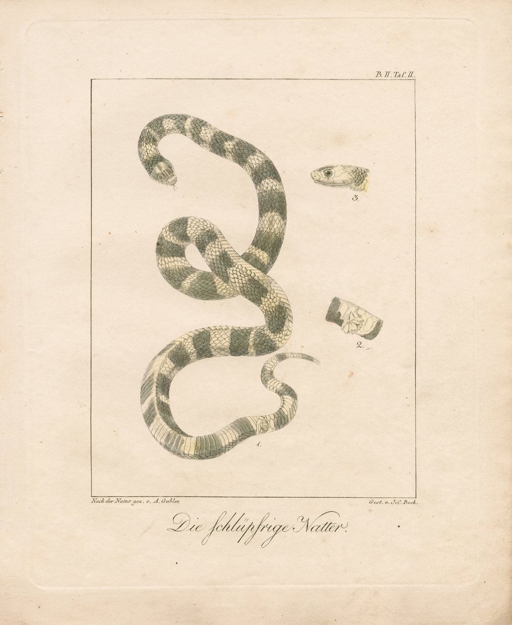 The Grass Snake (lithographie coloriée à la main) - Ambrosius Gabler