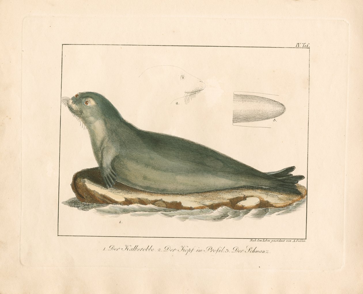 Le sceau de la harpe avec des détails anatomiques (gravure sur cuivre coloriée à la main) - Ambrosius Gabler
