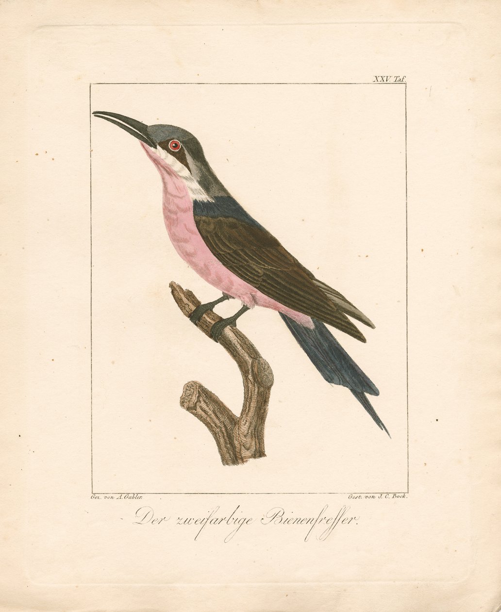 Le guêpier bicolore (lithographie coloriée à la main) - Ambrosius Gabler