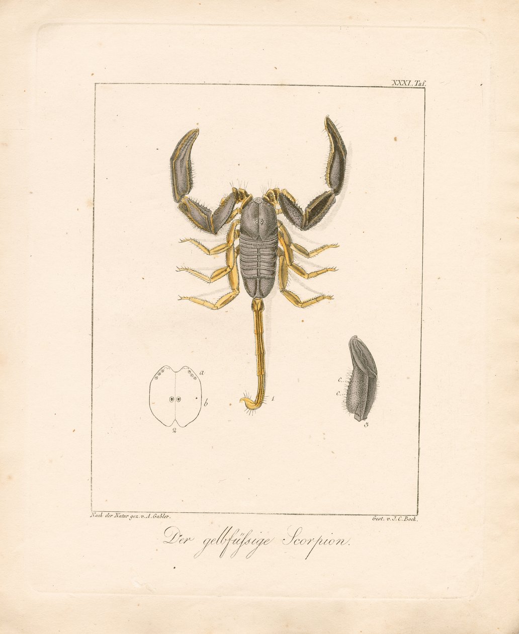 Le scorpion à pattes jaunes (gravure sur cuivre coloriée à la main) - Ambrosius Gabler