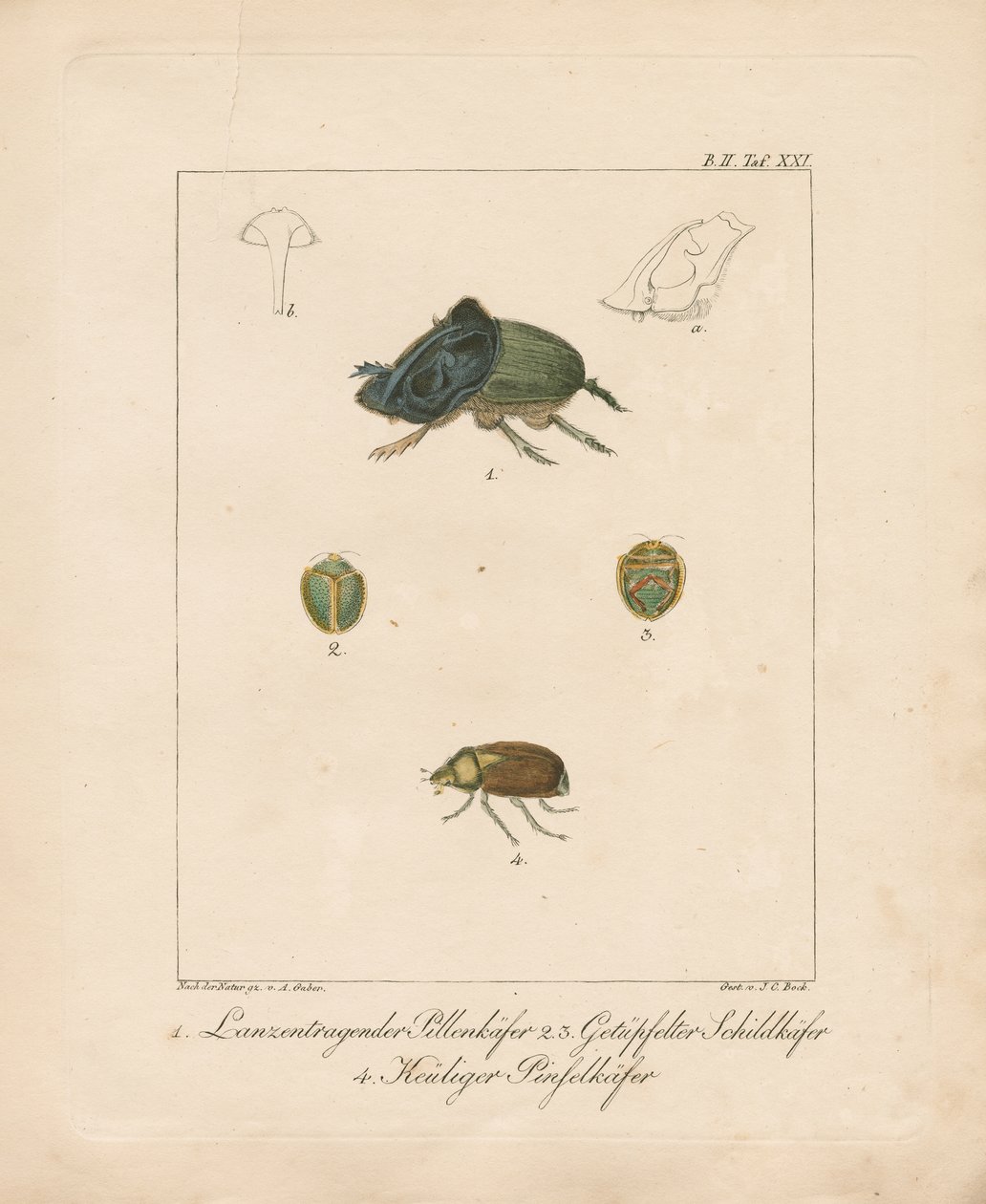 Diverses espèces de coléoptères (gravure sur cuivre coloriée à la main) - Ambrosius Gabler