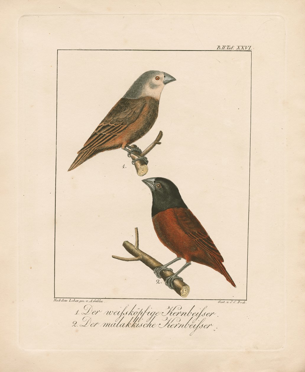 Gros-bec à tête blanche et Gros-bec de Malacca (lithographie coloriée à la main) - Ambrosius Gabler