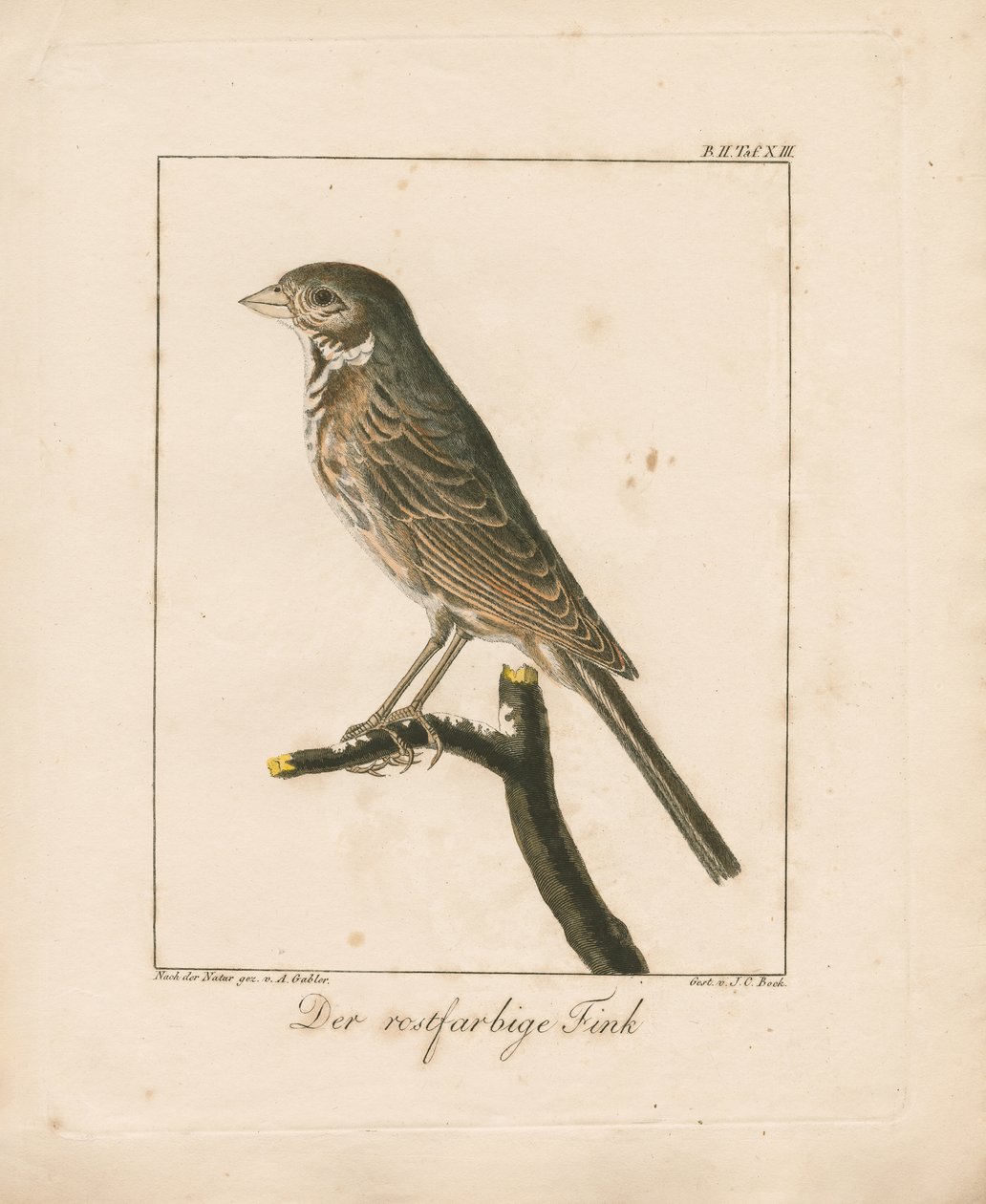 Marteau jaune (gravure sur cuivre coloriée à la main) - Ambrosius Gabler