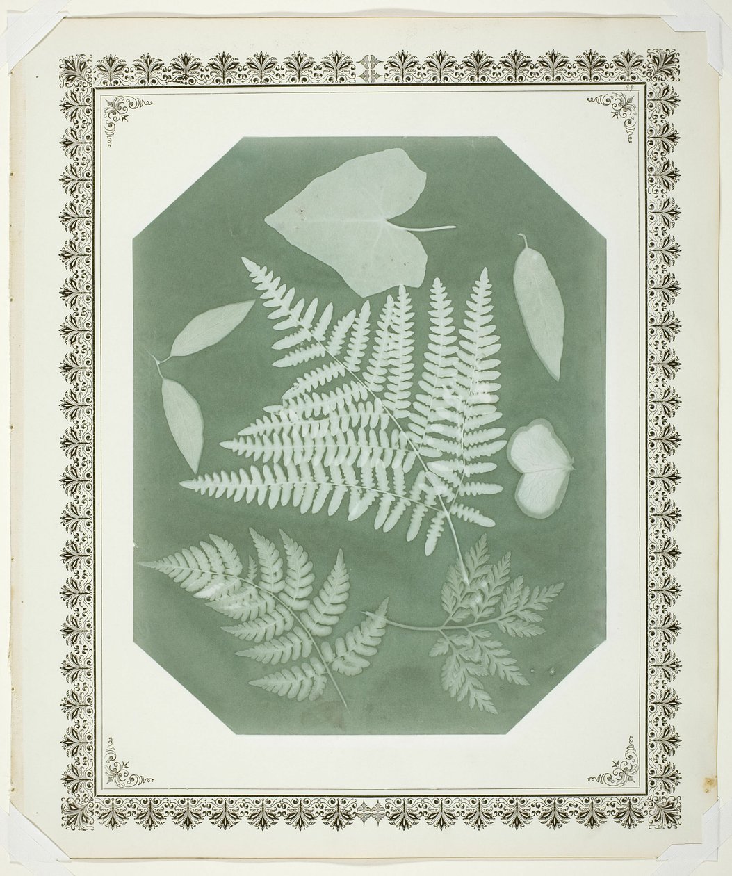 Étude de feuilles - Amelia Bergner