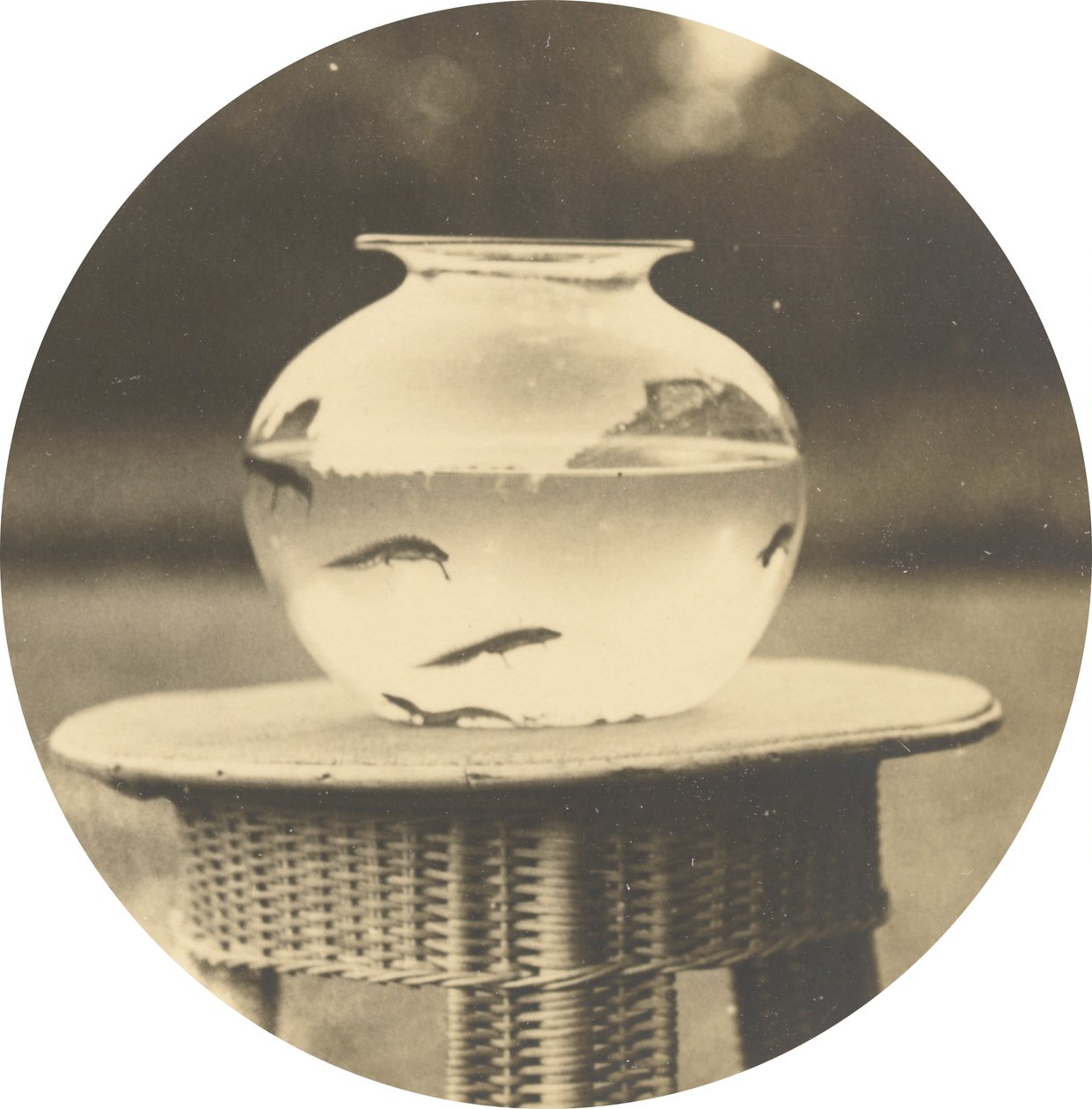 Sans titre (Bocal à poisson),v. 1888 (photo) - American Photographer