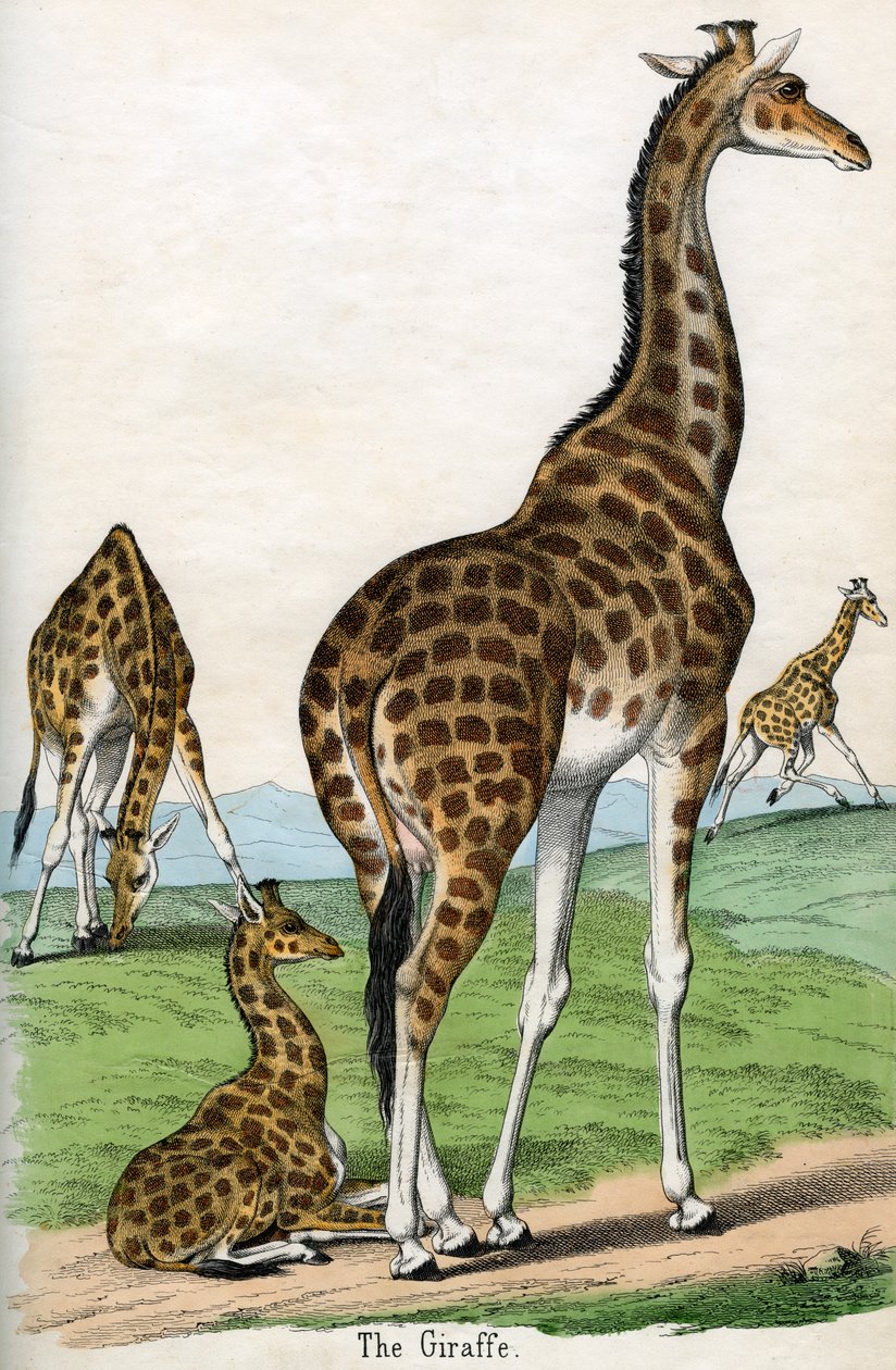 Gravure antique de girafes - American School