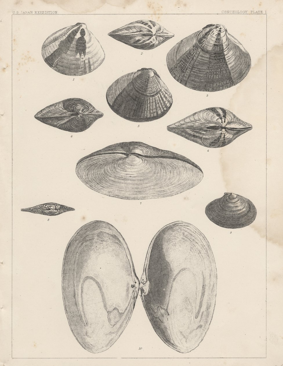 Conchologie Planche I - American School