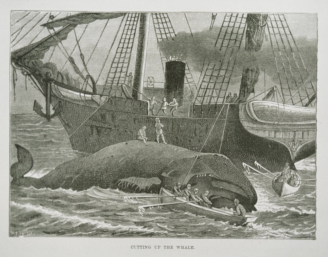 Découpe de la baleine, de 