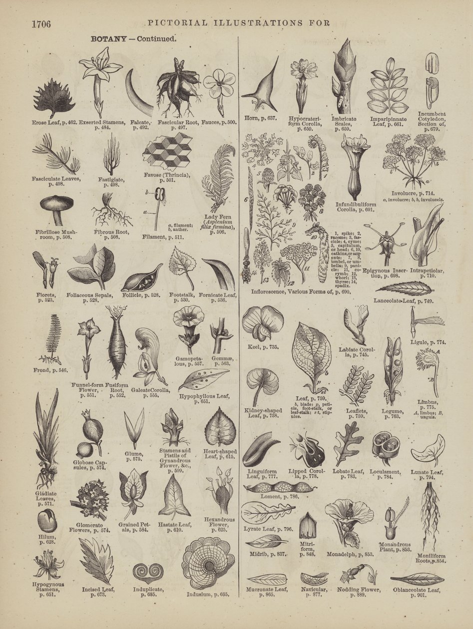 Page du Webster