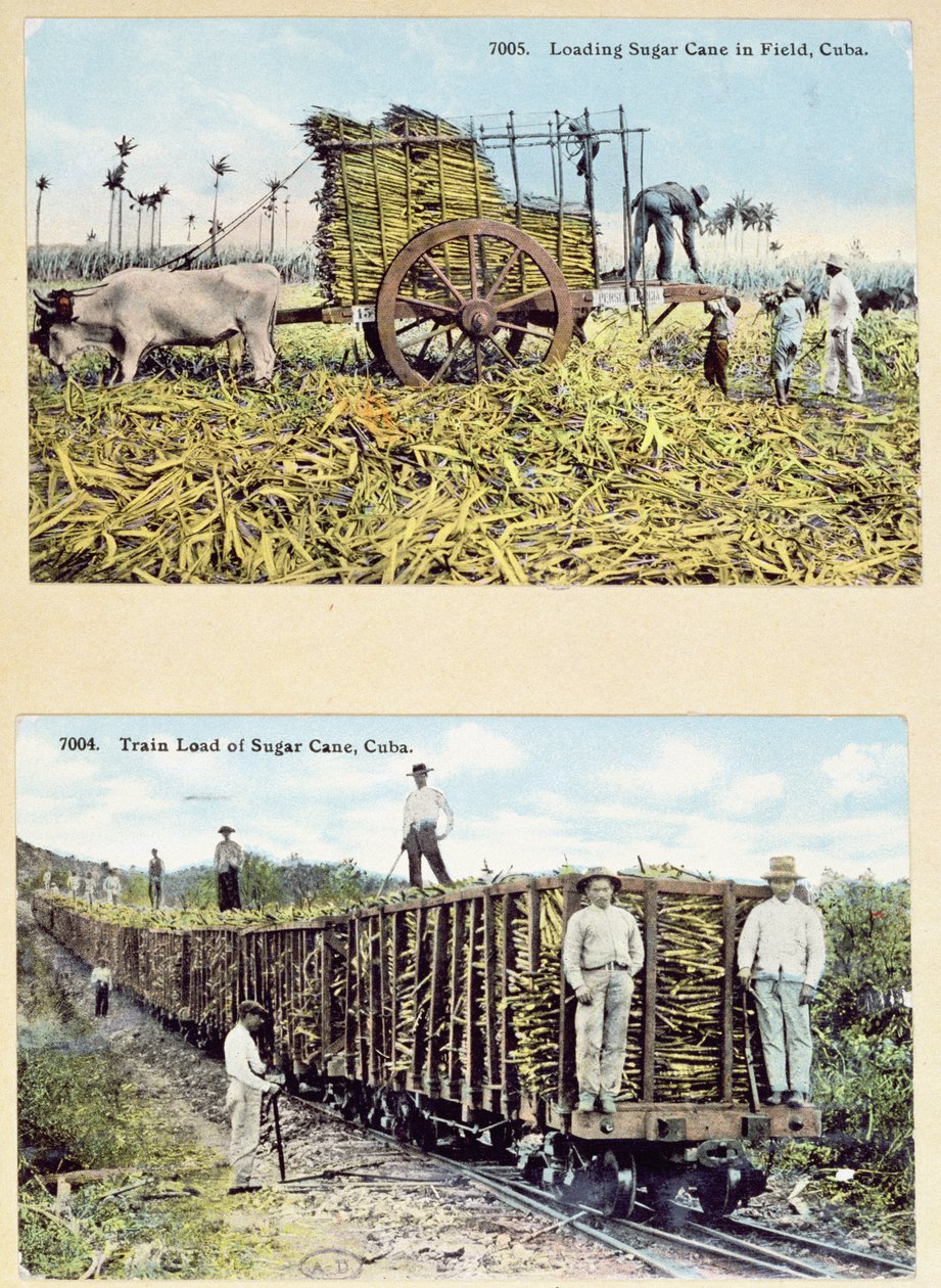 Cartes postales représentant des plantations de canne à sucre à Cuba, vers 1910 - American School