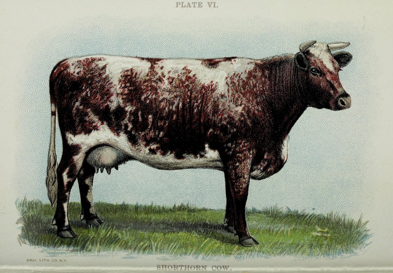 Vache Shorthorn, du "Biggle Cow Book" de Jacob Biggle, 1898 - American School