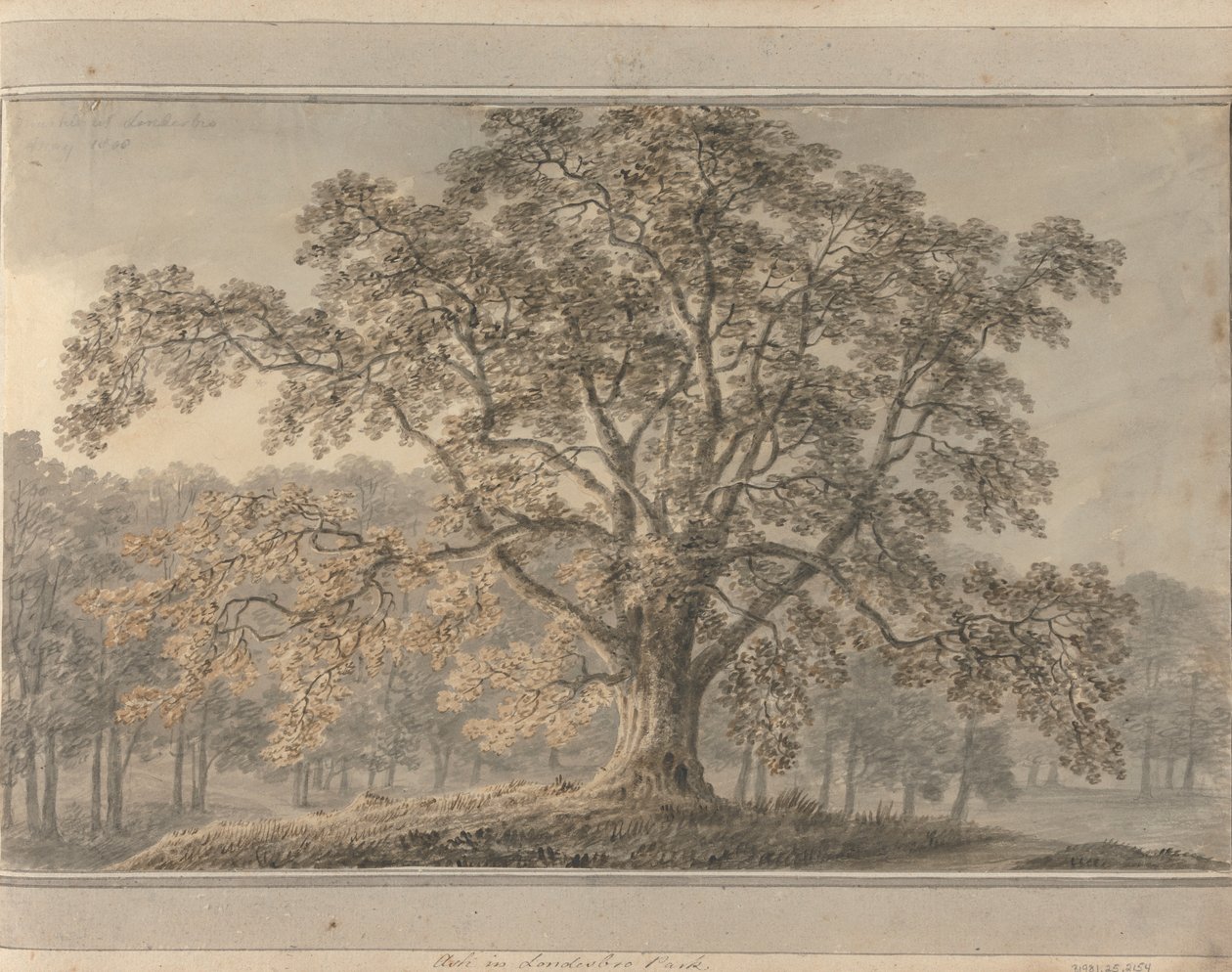 Frêne dans le parc de Londesbro, mai 1800 - Amos Green