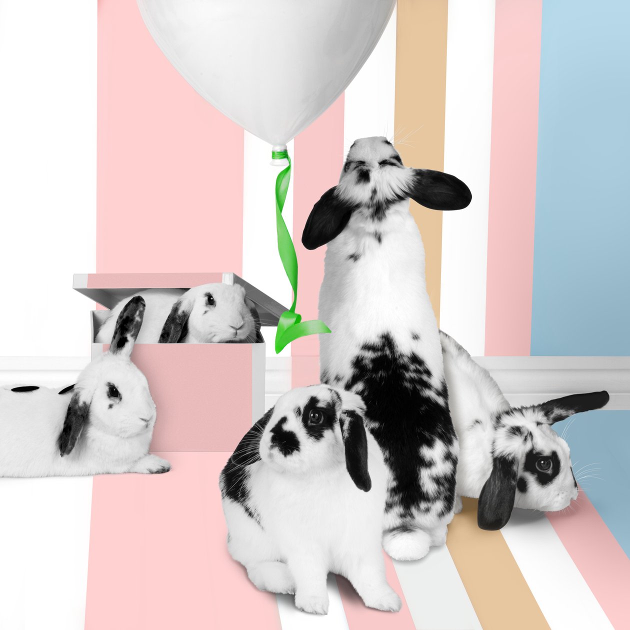 Lapins 01, 2018 (photographie) - Ana Carolina Tavares Mizrahi