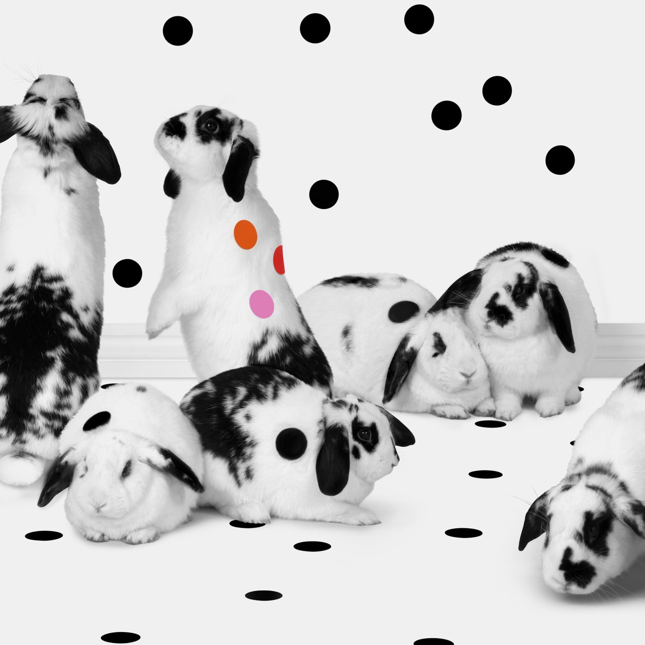 Bunnies 02, 2018 (photography) - Ana Carolina Tavares Mizrahi