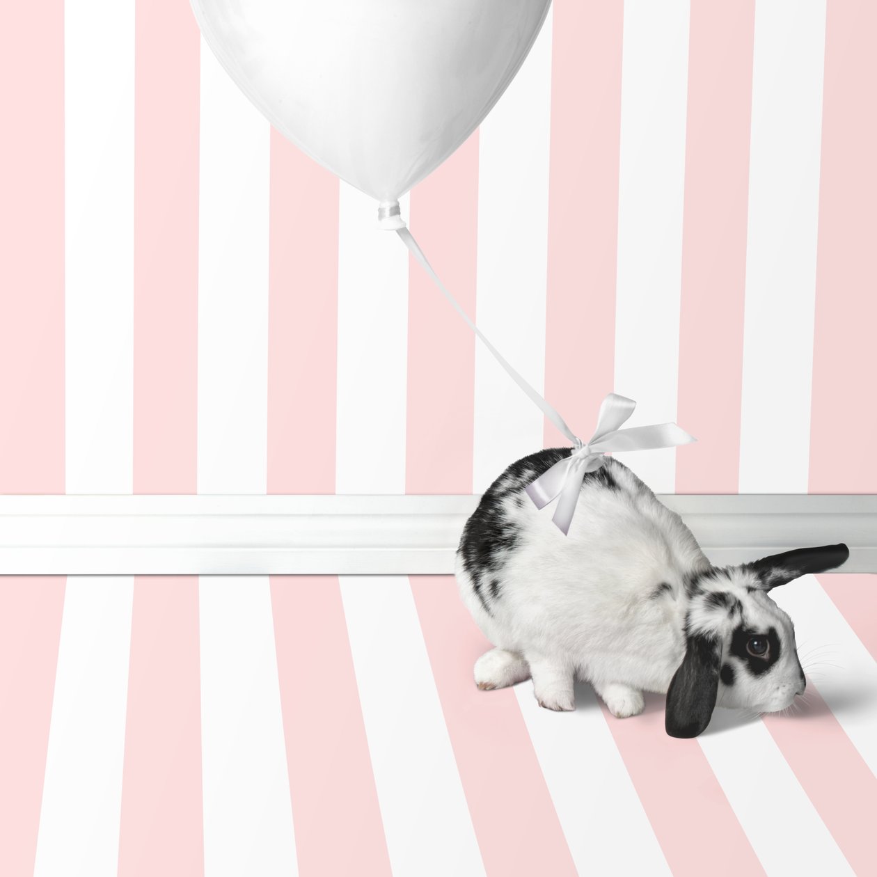 Lapins 04, 2018 (photographie) - Ana Carolina Tavares Mizrahi