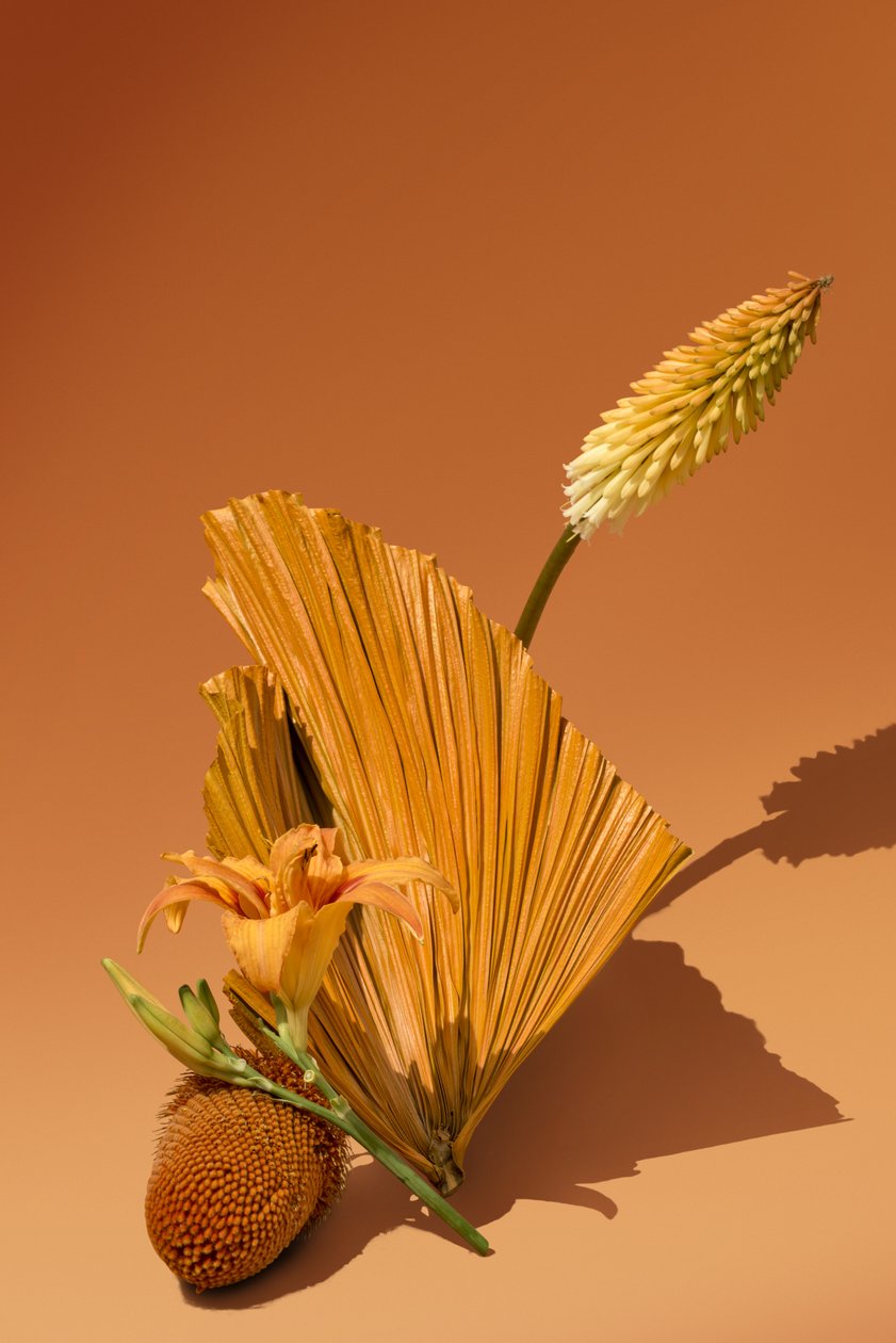 Ikebana 02, 2018 (photography) - Ana Carolina Tavares Mizrahi