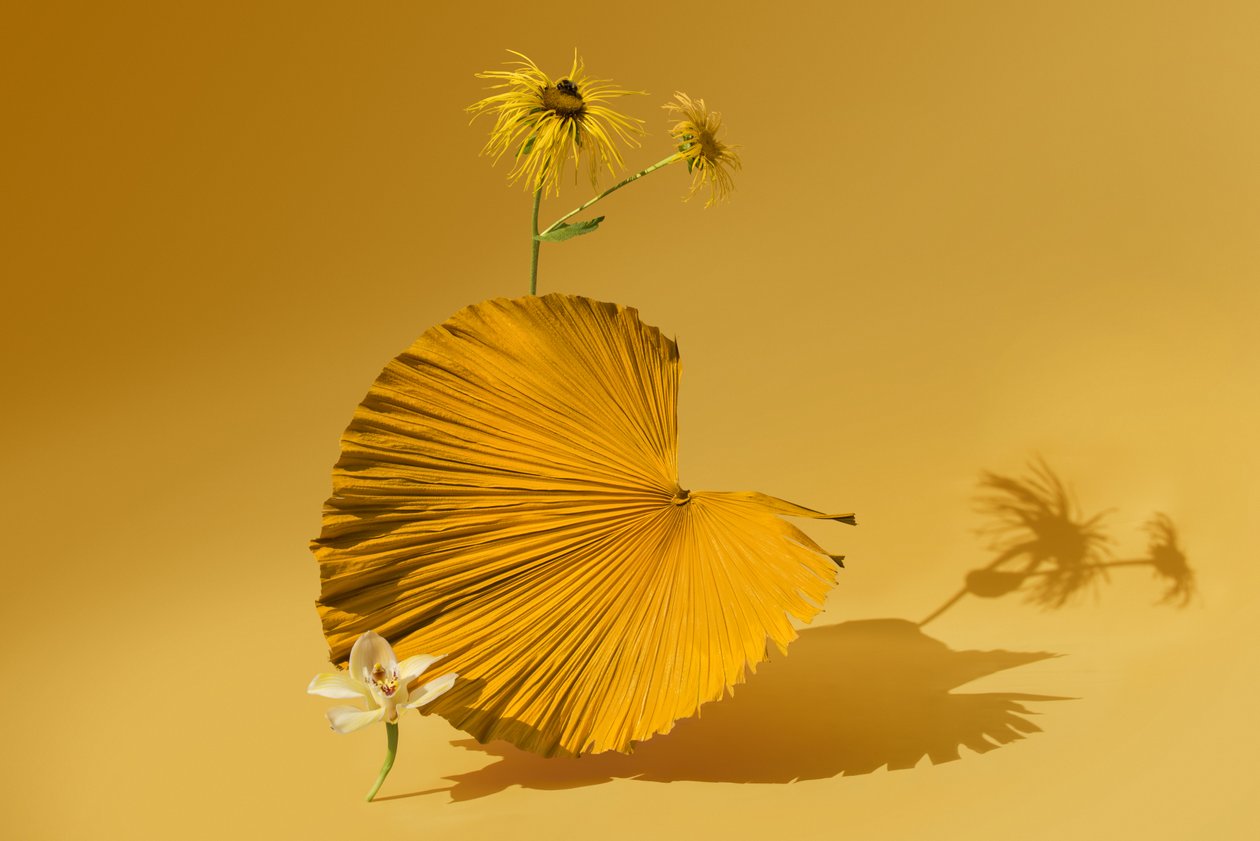 Ikebana 05, 2018 (photography) - Ana Carolina Tavares Mizrahi