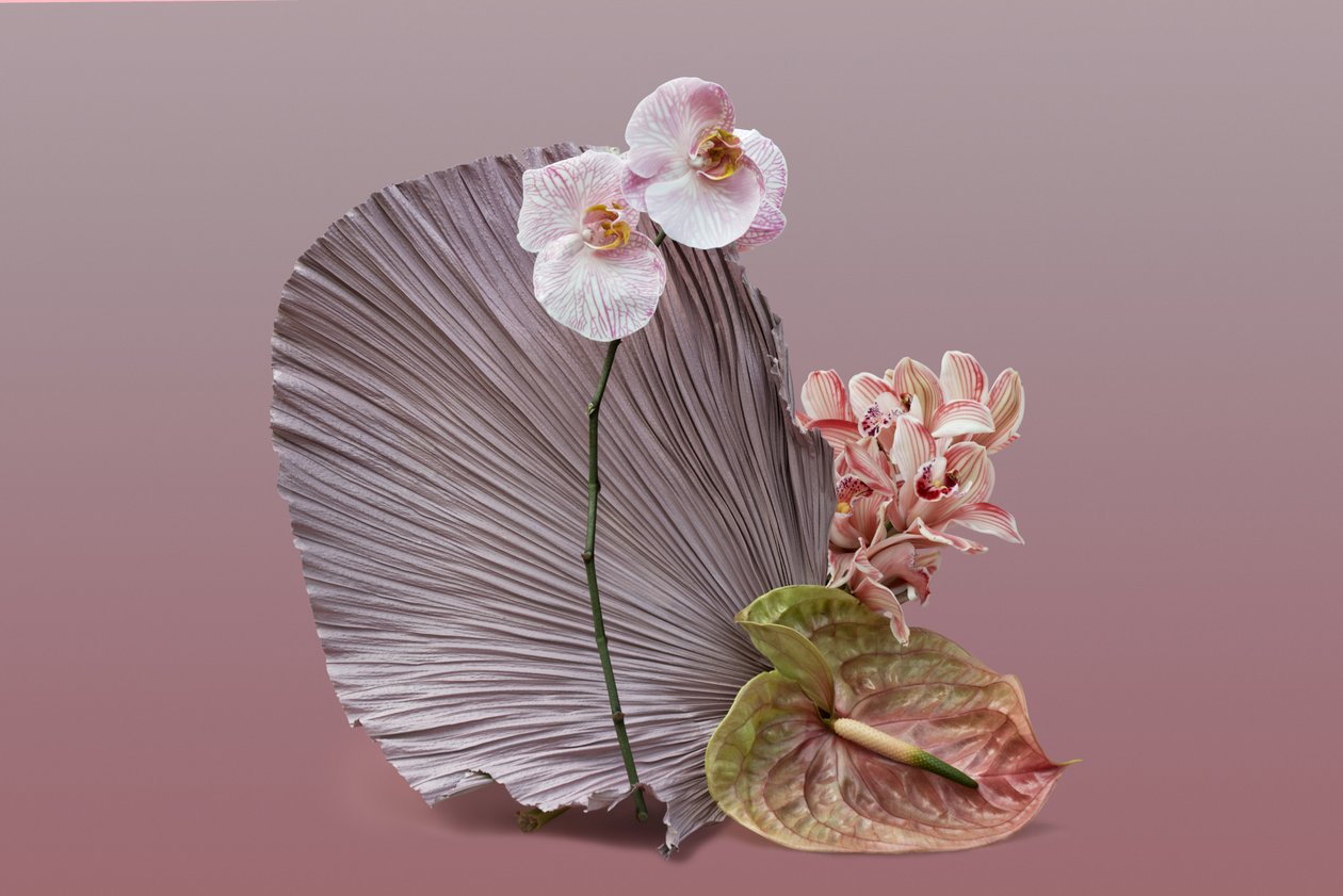 Ikebana 12, 2018 (photography) - Ana Carolina Tavares Mizrahi