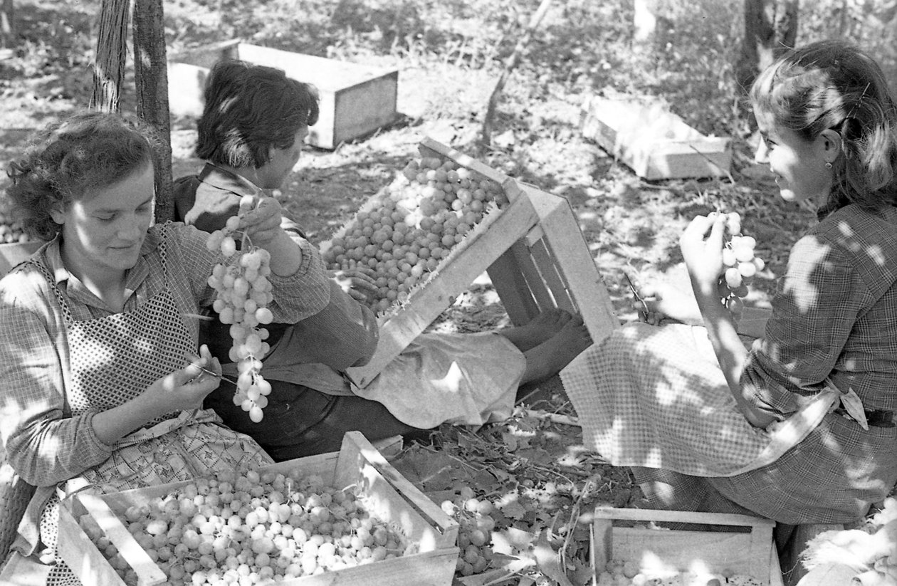 RAISINS AMERS - CONDITIONNEMENT SOUS PERGOLAS - Ando Gilardi